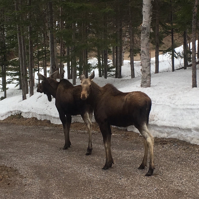 Moose on the Loose #ExploreNL