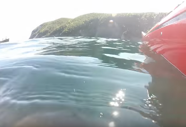 Another July 2017 Whale day (via Stan Cook Sea Kayak Adventures)