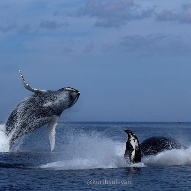 Whales, Icebergs, and Puffins!